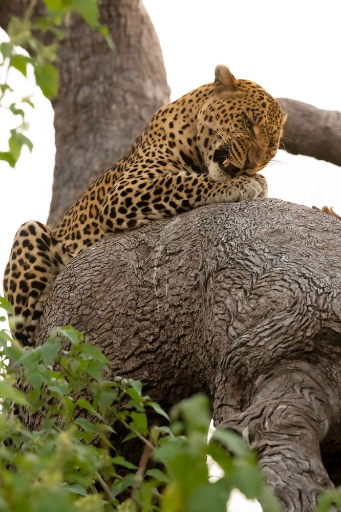 Photograph by Raquel Barao