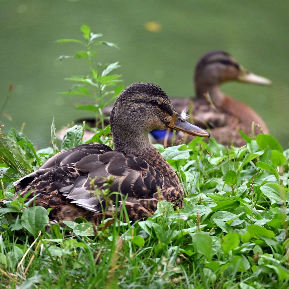 Photograph by Алексей Гордеев