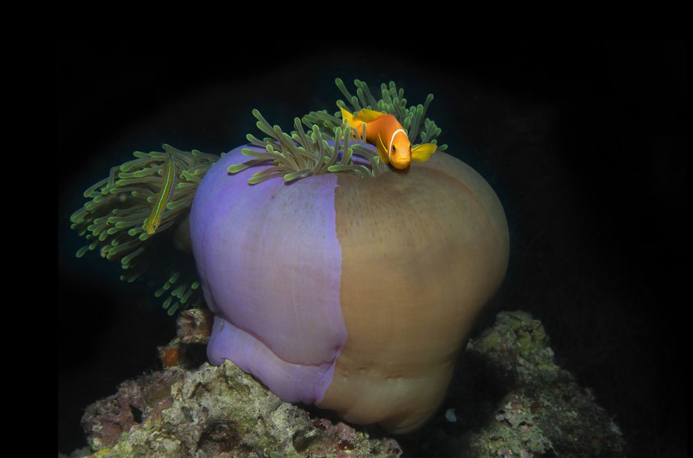 Фотография автора Димитрий Евтушик