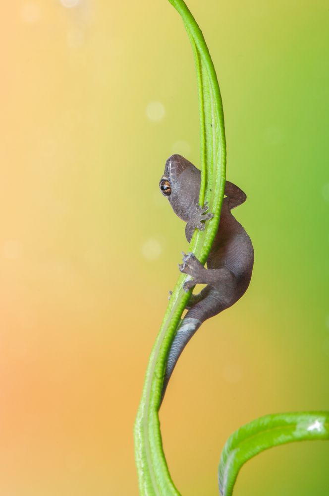 Photograph by Chamara Sulakkhana Polwatta Siriyalage