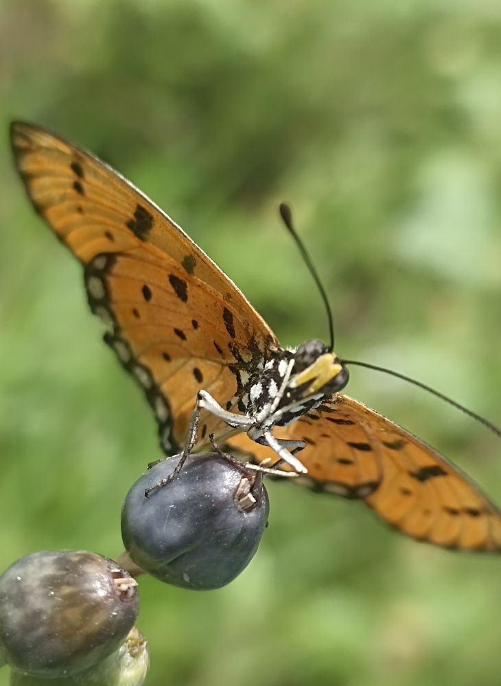 Photograph by Harry Syahrizuan