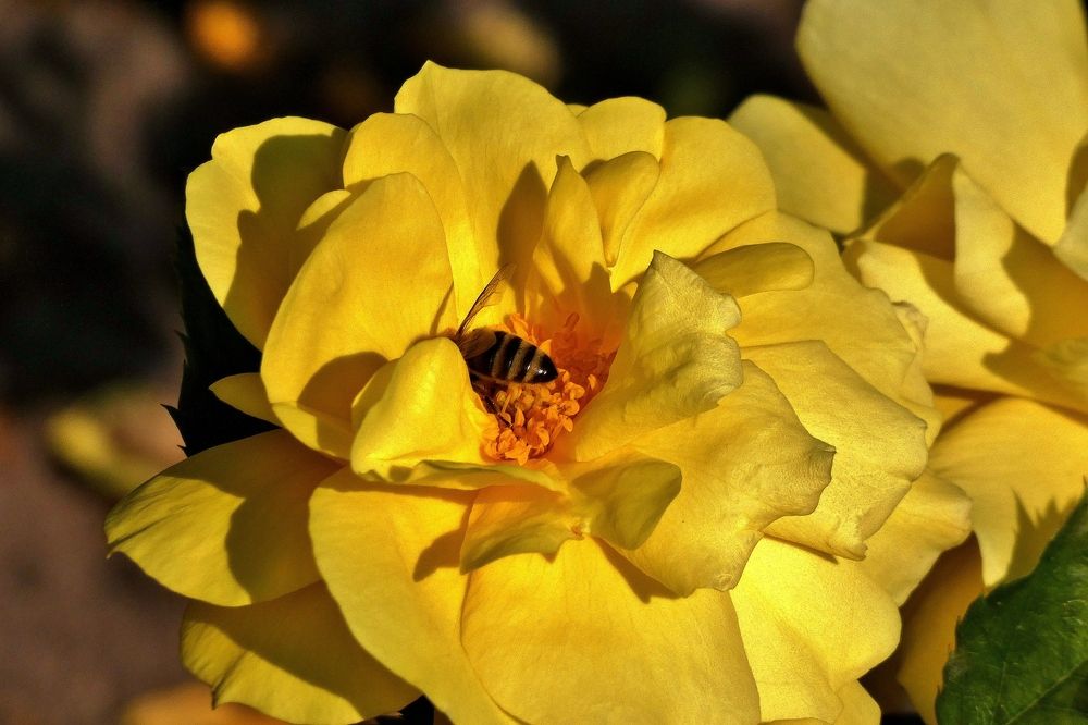 Photograph by backareva irina