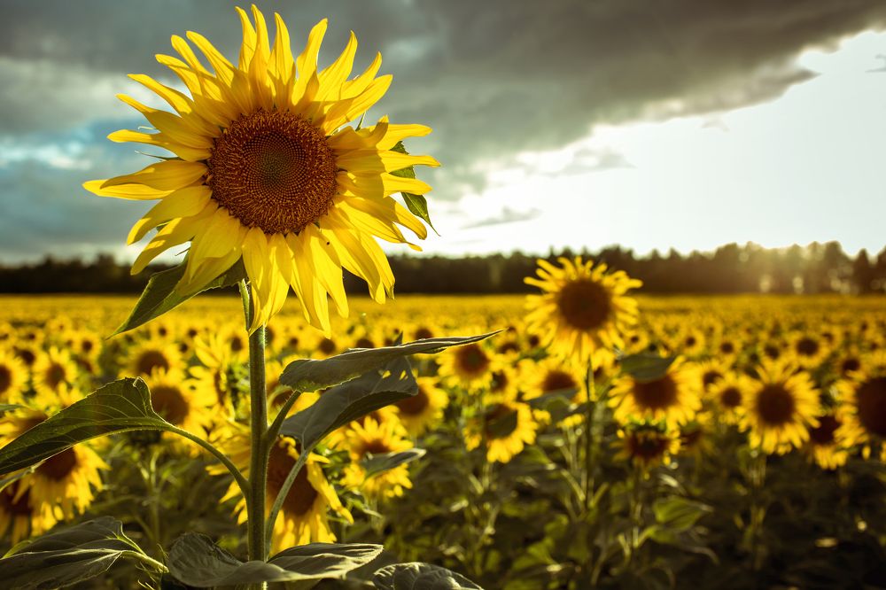 Photograph by Сергей Бибиков