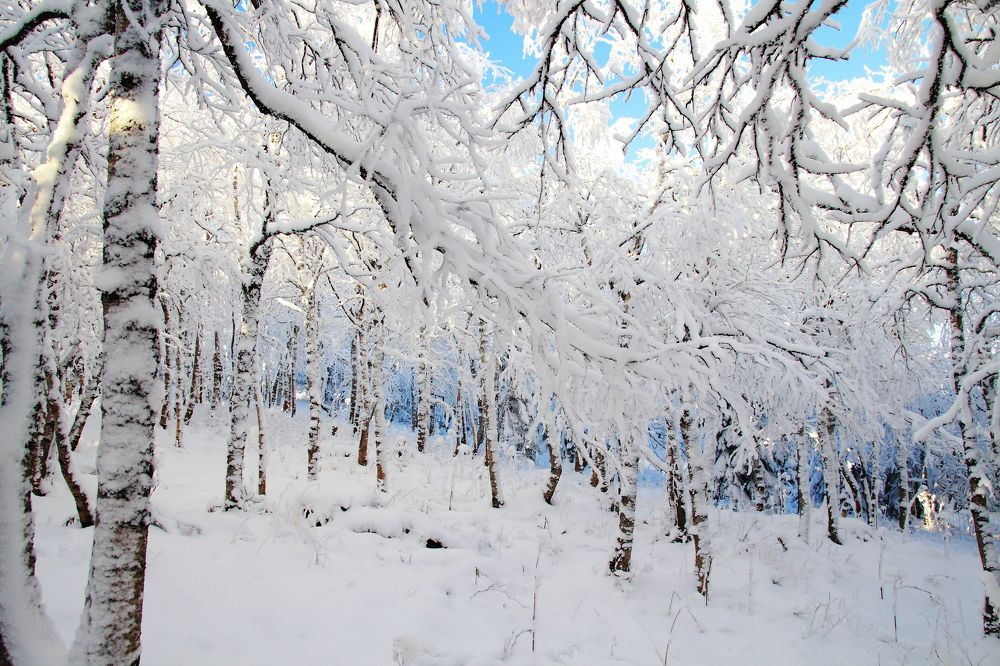 Зимний лес.