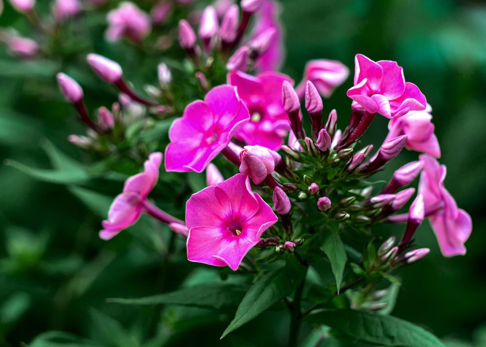 The phlox bud is photographed in close-up.