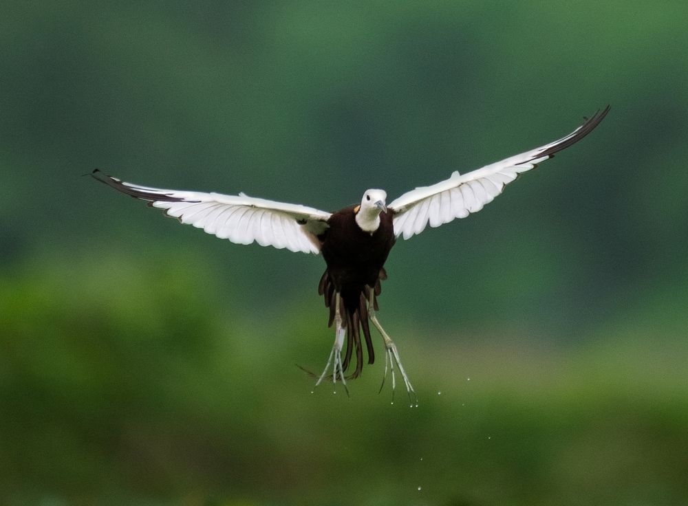 pheasant-tailed jacana