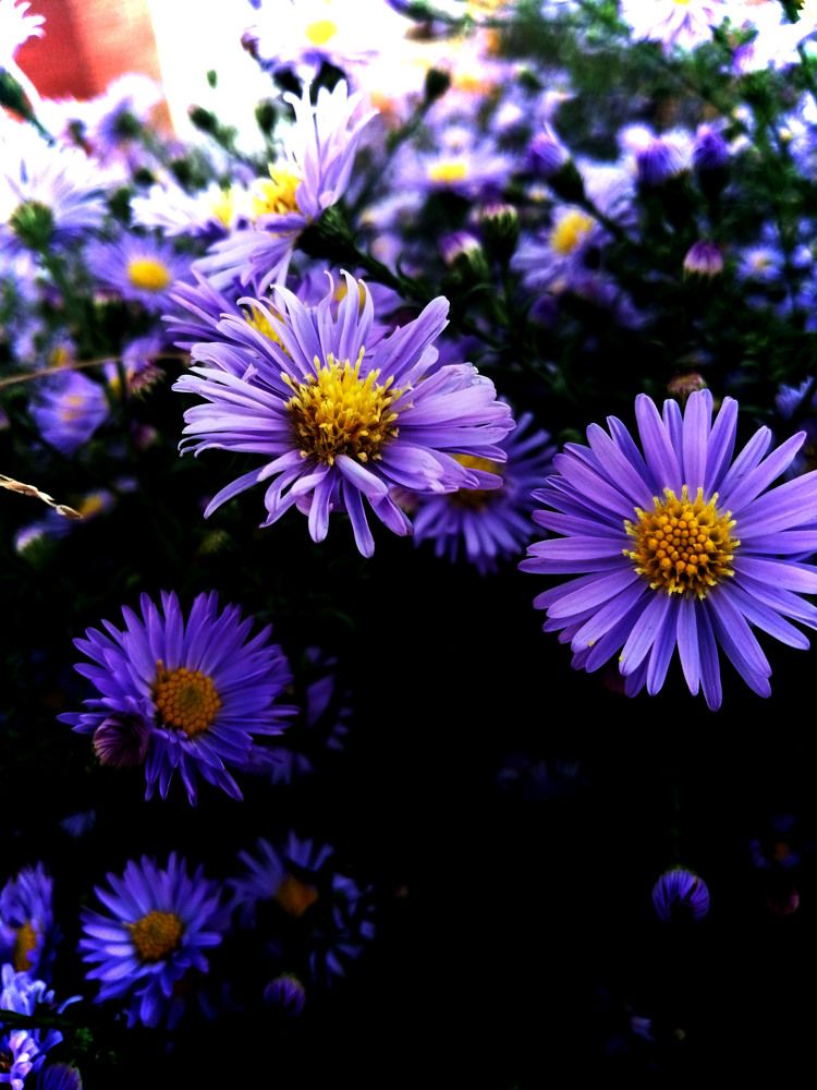 Photograph by Виталий Гончаров