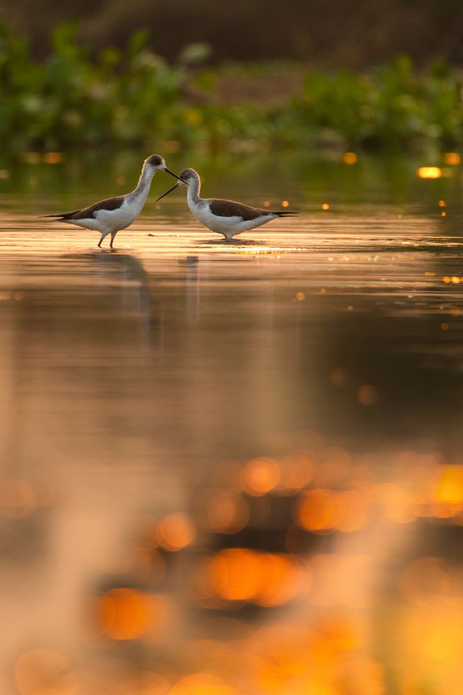 Photograph by SARADINDU ADHIKARY