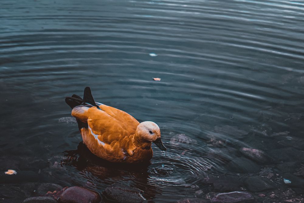 Photograph by Ярослав Зубков