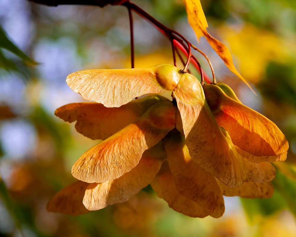 Maple seeds hang on a branch illuminated by the bright sun.