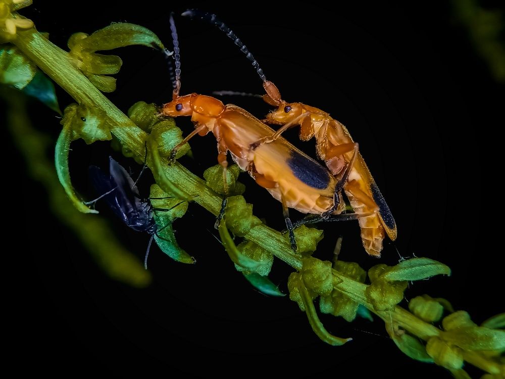 Photograph by ミRメk彡 Rupam koley