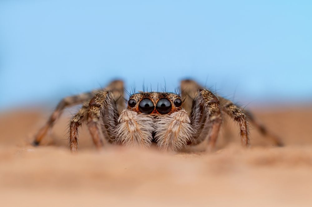 Photograph by Shams Vida