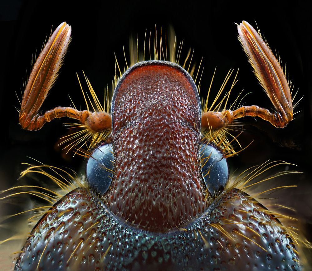 Photograph by Eduardo Modolo