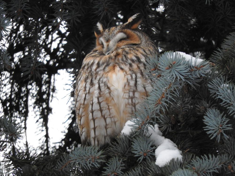 Фотография автора Юлия Овчинникова