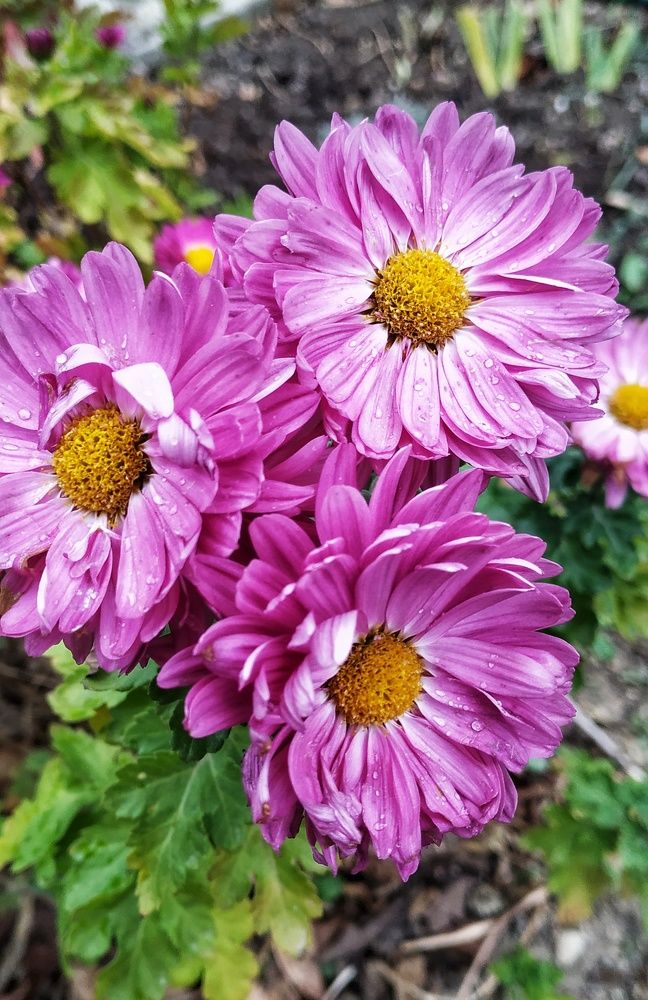 Дождь в ноябре