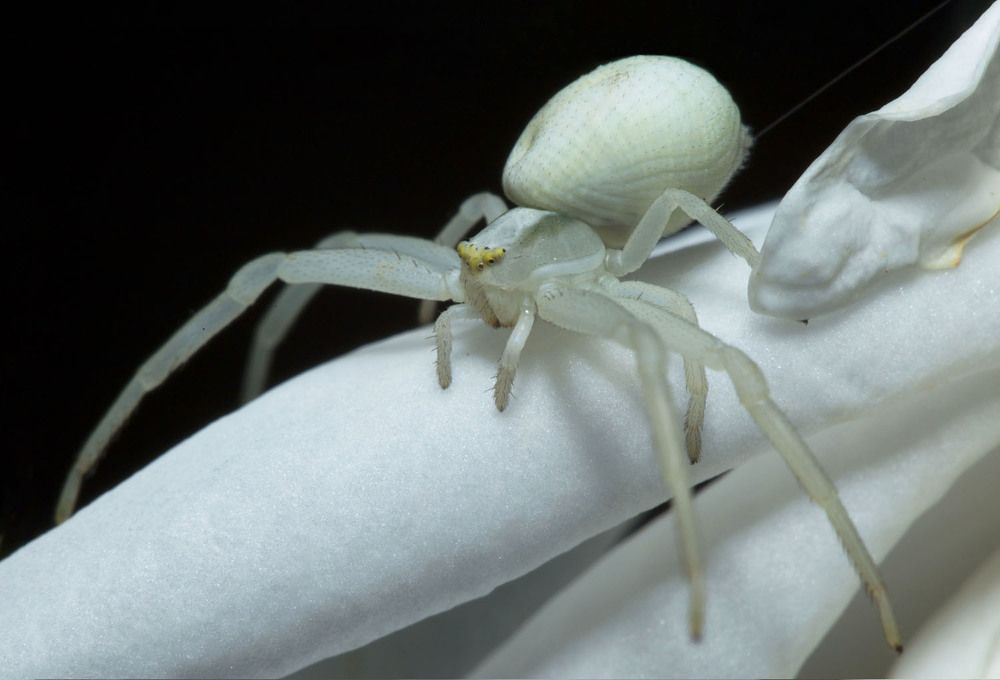 Призрак белой розы