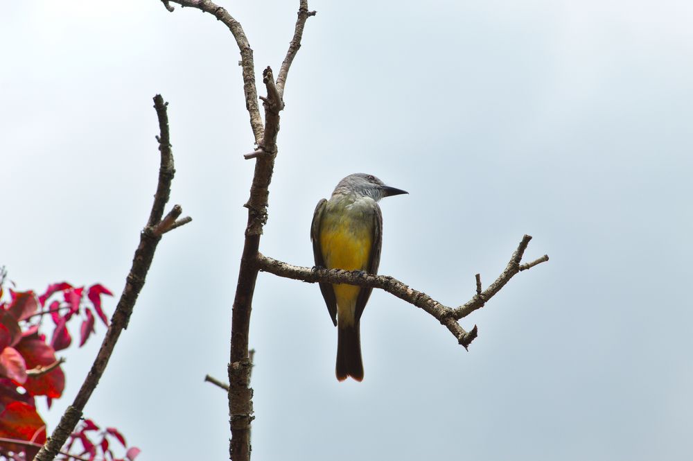 Photograph by VANDEIR FERREIRA SILVA PAIXAO