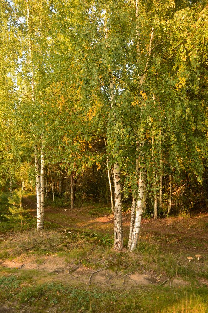 Photograph by Светлана Агапова