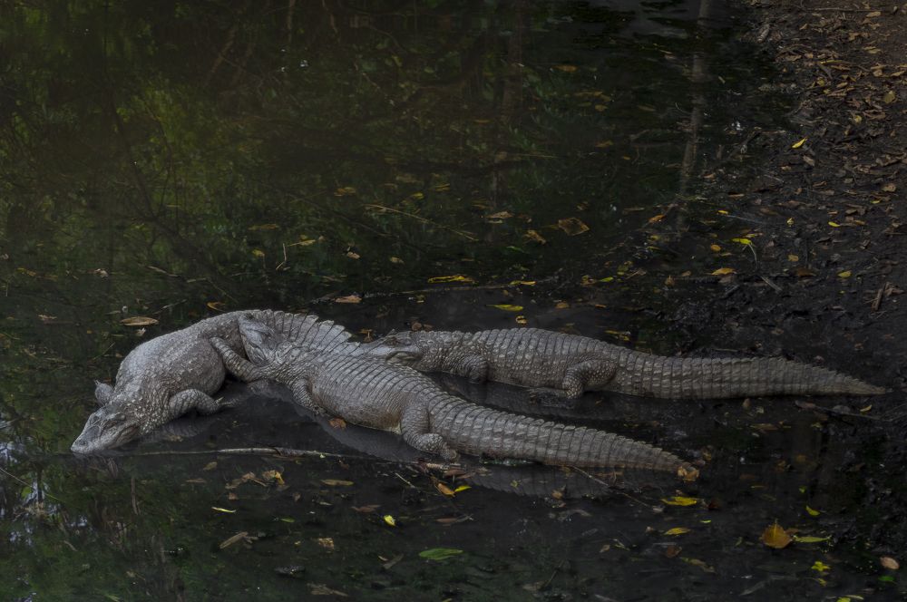 Broad-snouted caiman