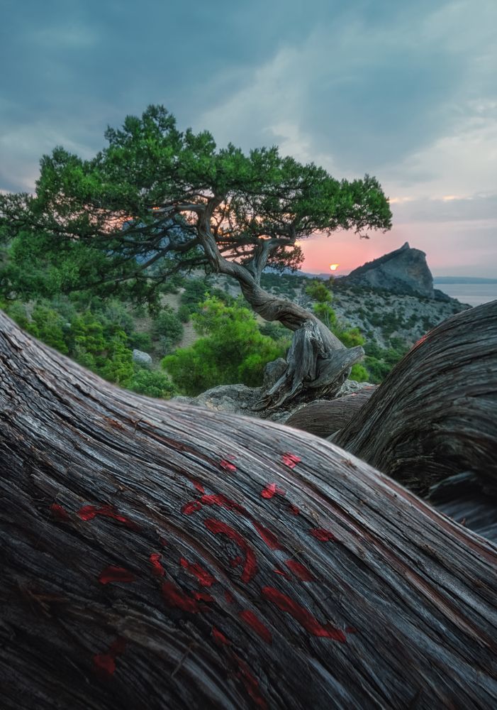 Photograph by Светлана Сагайдачная