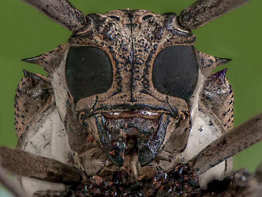 Photograph by Chamara Sulakkhana Polwatta Siriyalage