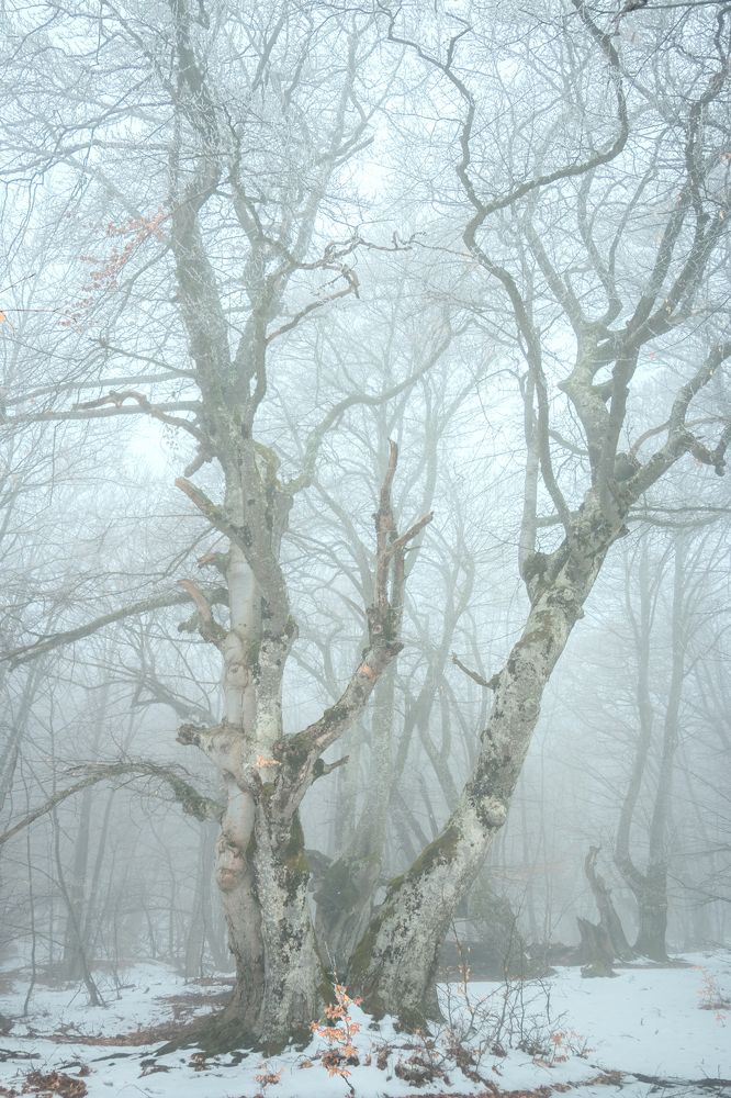 Photograph by Светлана Сагайдачная