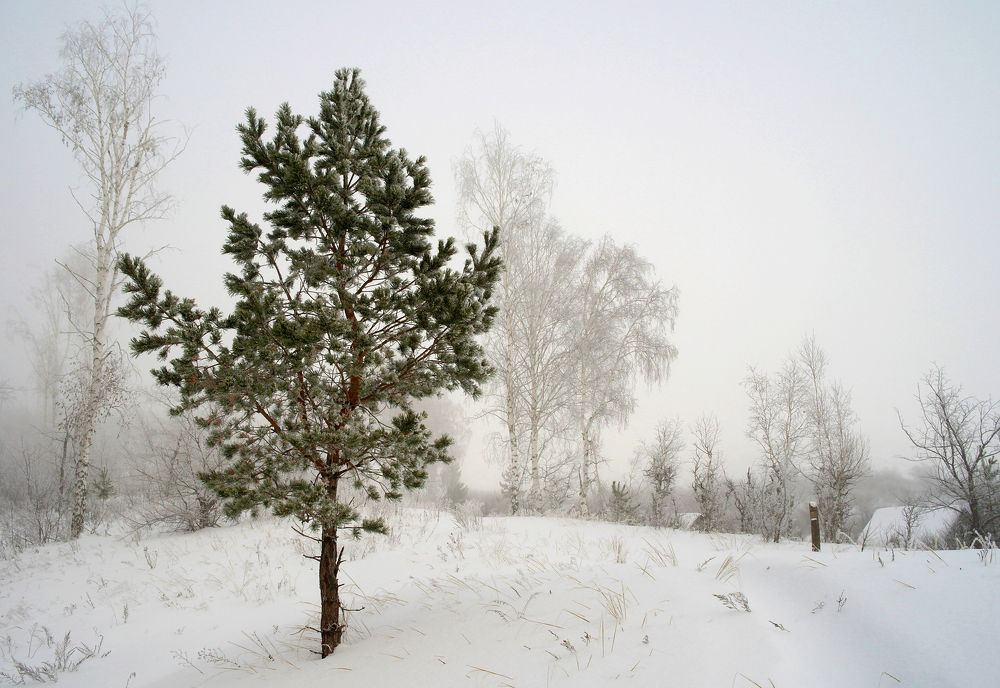 Туманное утро