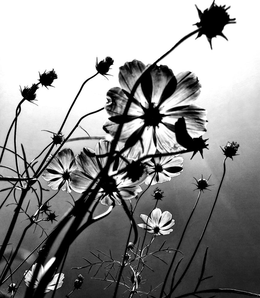 Photograph by Олика