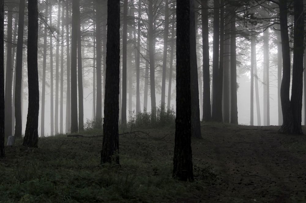 Photograph by Nadezhda