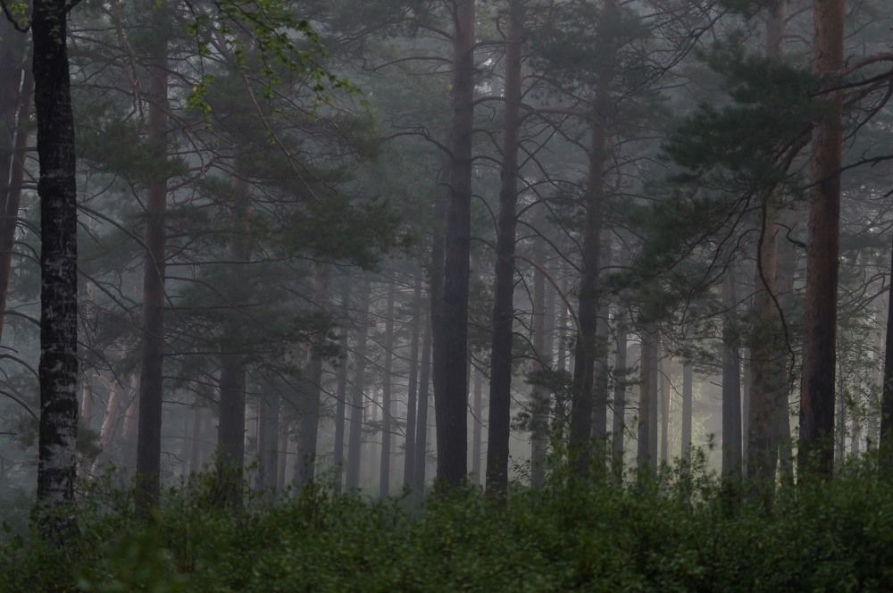 Photograph by Nadezhda