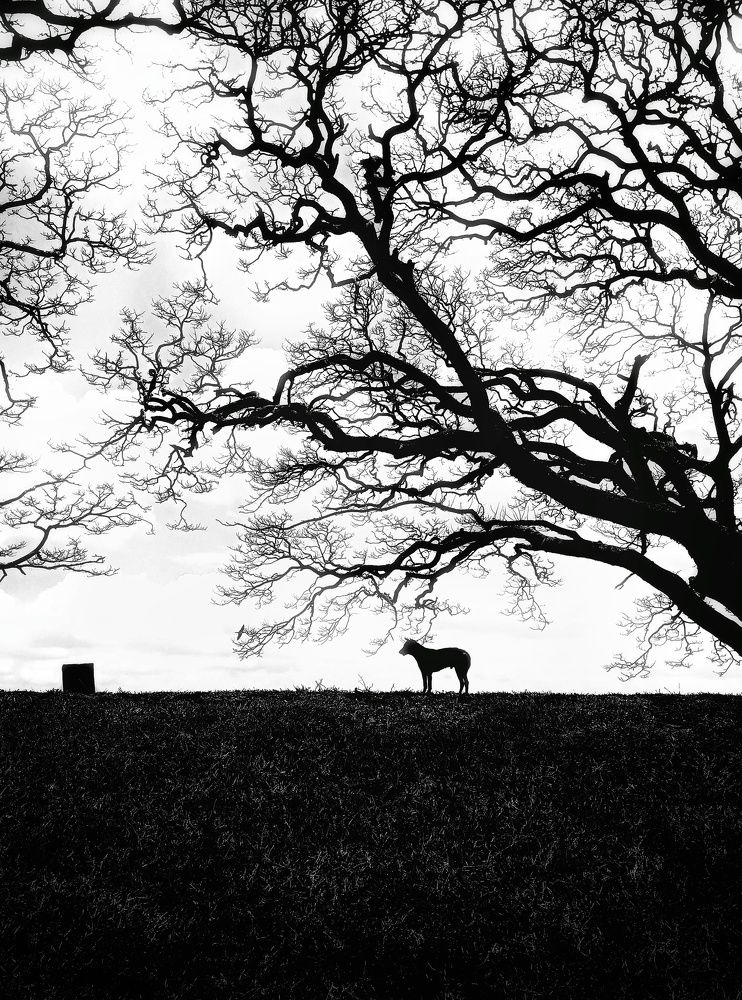 Photograph by Anuradha s Herath