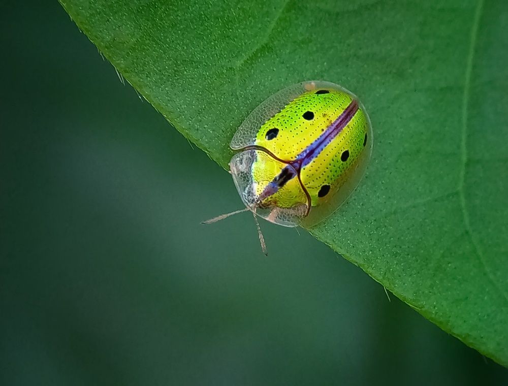 Photograph by Anuradha s Herath