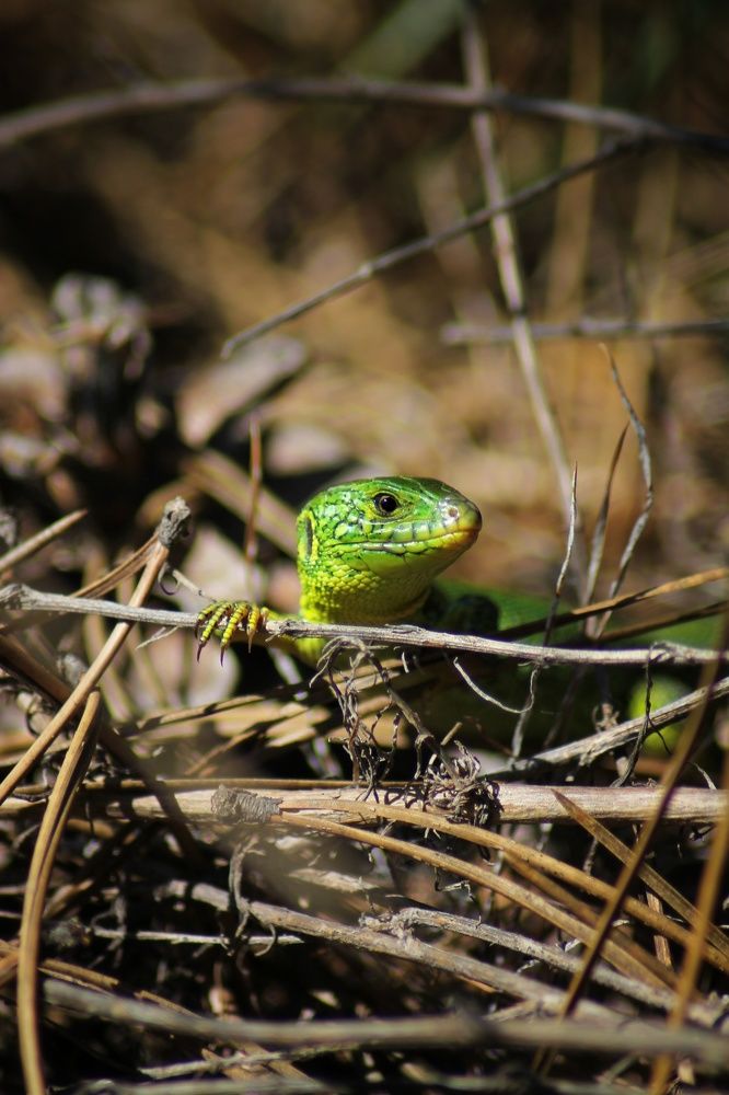 Фотография автора Людмила Богдан