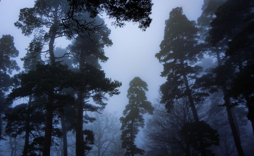 Фотография автора sose