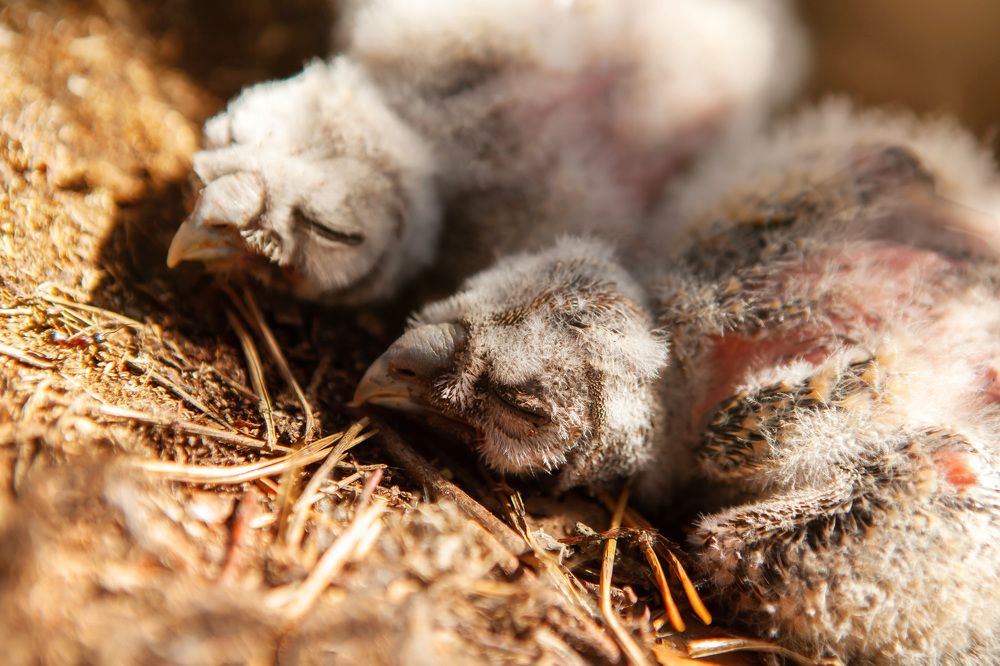 Photograph by Наталья Саксонова