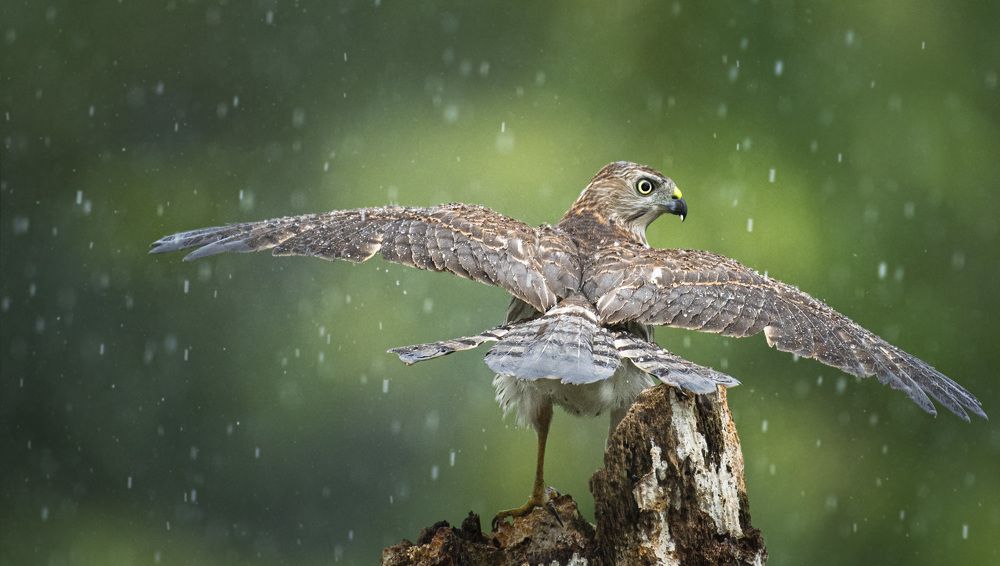 Photograph by Saurav Jha