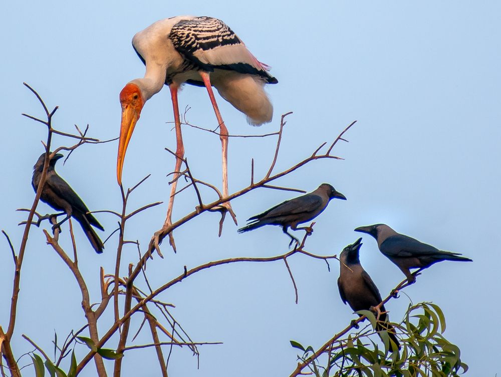 Photograph by Ramya Roy