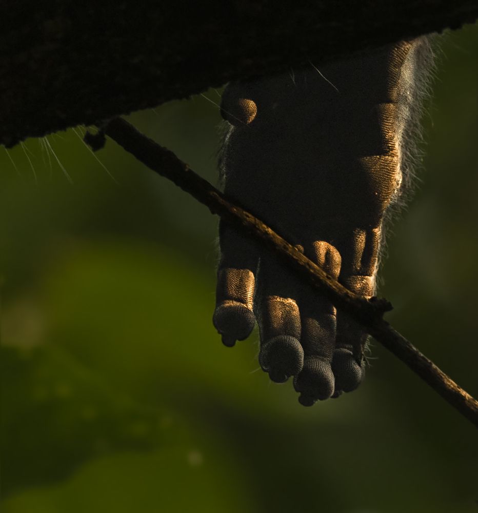 Photograph by Saurav Jha