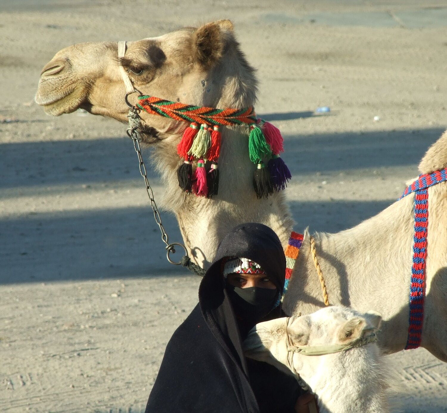 Photo #6767009