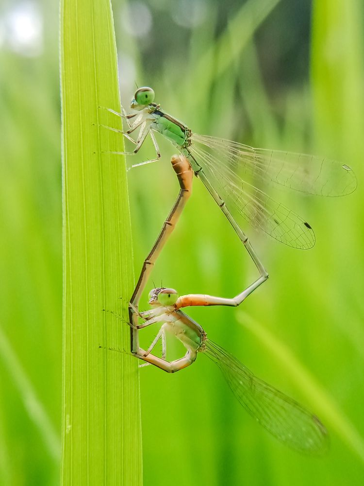 Photograph by ミRメk彡 Rupam koley