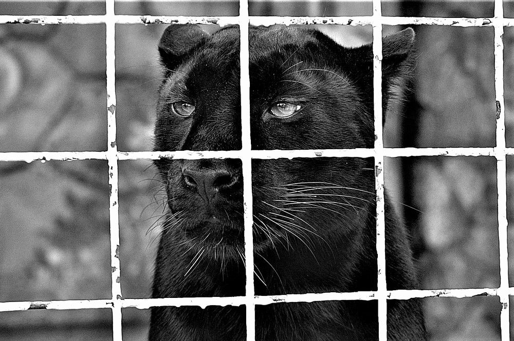 тяжело в неволе жить (hard to live in captivity )