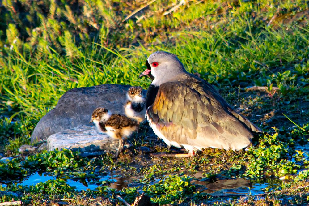 Photograph by Patricia Rodriguez