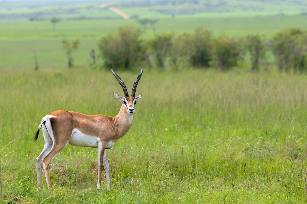 Photograph by Renny Poulose