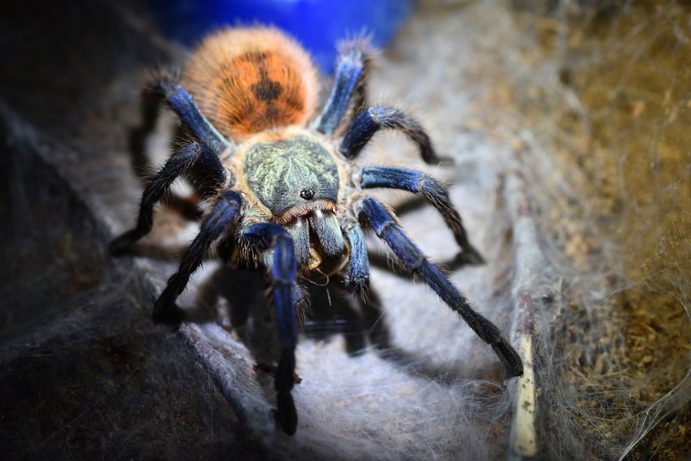 Photograph by fredy86