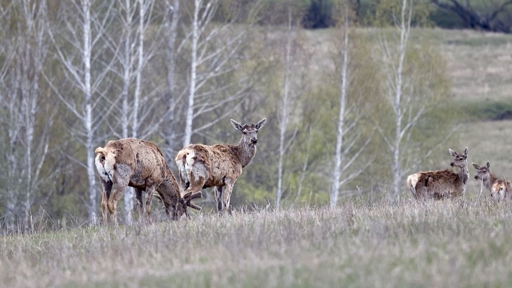 Photograph by Ольга Одаренко