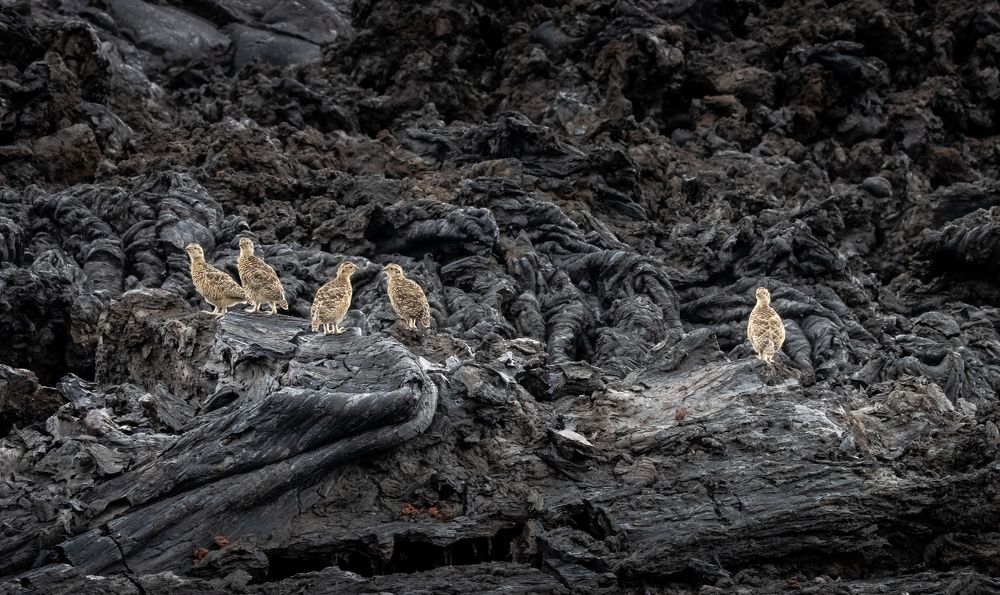 Photograph by Анастасия Бравичева