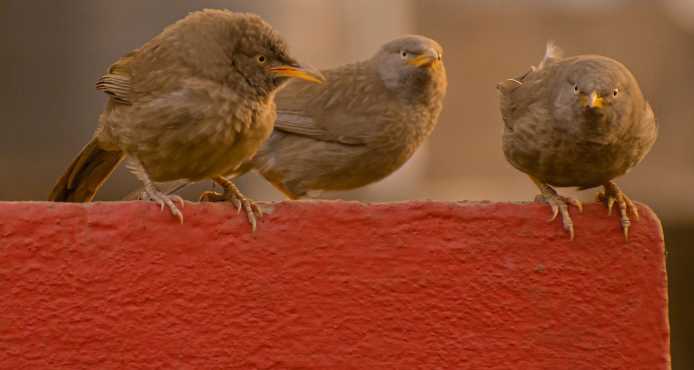 Photograph by Ramya Roy