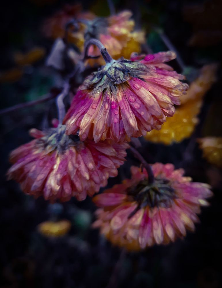 Осенняя грусть