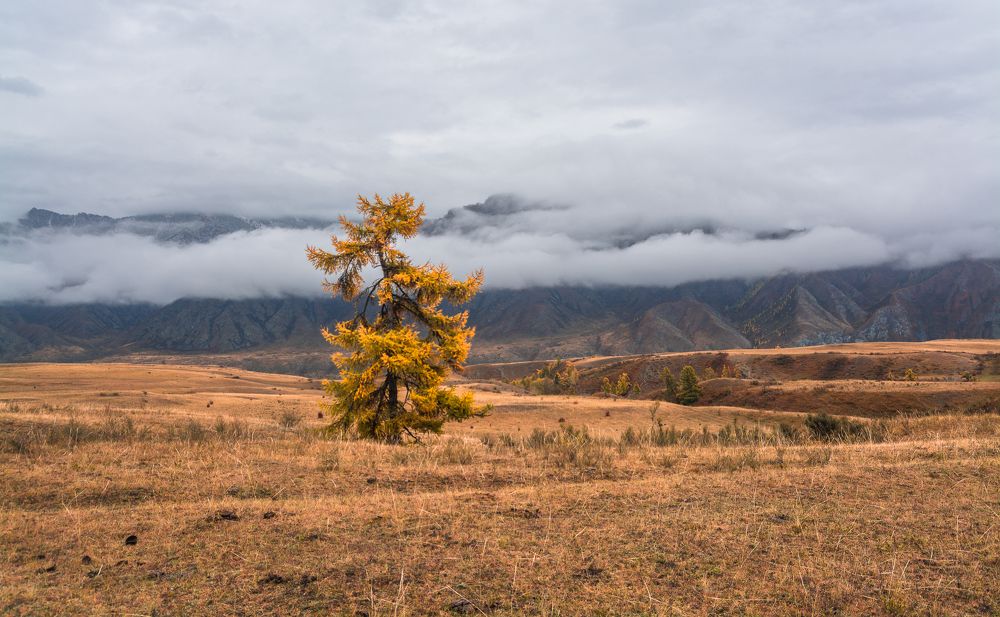 Одинокая лиственница