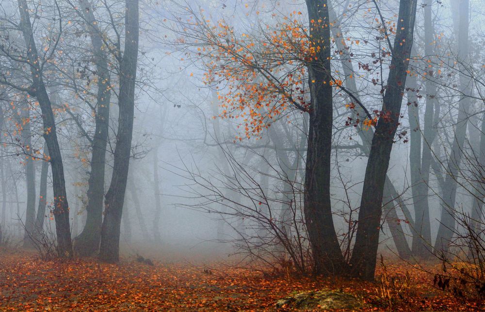 Фотография автора Милокост Алексей